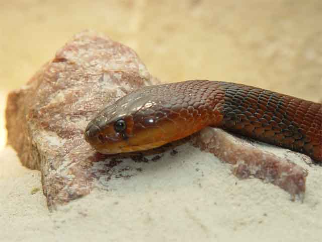  A Red Spitting Cobra